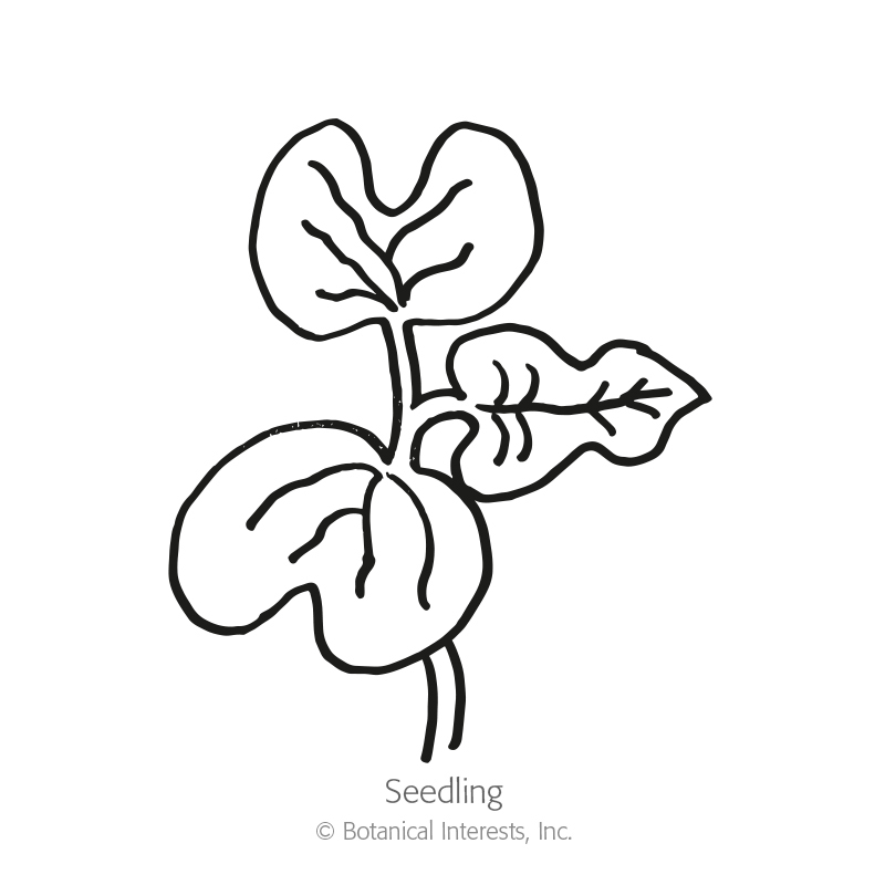 800x800 Chocolate Morning Glory Seeds View All Flowers Botanical Interests
