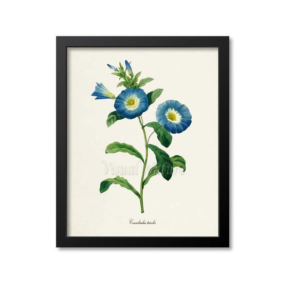 570x570 Dwarf Morning Glory Flower Art Print Botanical Art Print Etsy