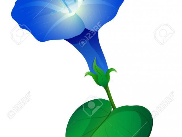 640x480 Free Morning Glory Clipart, Download Free Clip Art