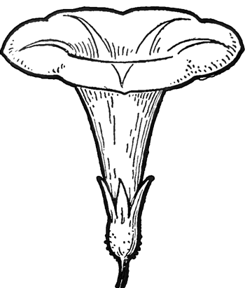 350x411 How To Draw Morning Glory Flower Step