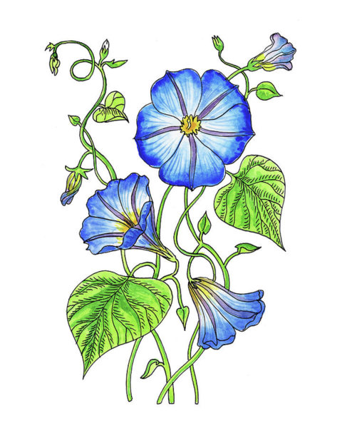 480x600 Morning Glory Art Fine Art America