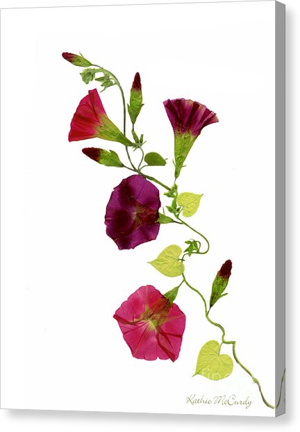 432x622 Morning Glory Vine Photograph