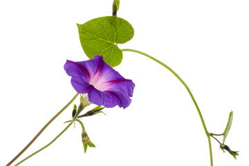 Morning Glory Vine Drawing | Free download on ClipArtMag