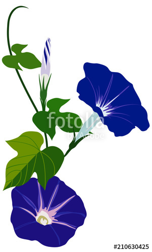 Morning Glory Vine Drawing | Free download on ClipArtMag