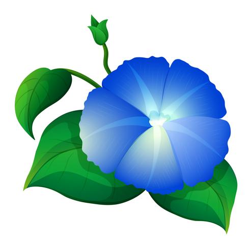 495x490 Blue Morning Glory Flower With Green Leaves