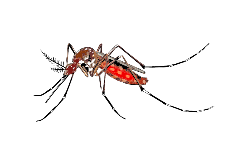 800x566 Collection Of Free Mosquito Drawing Aedes Aegypti Download On Ui Ex