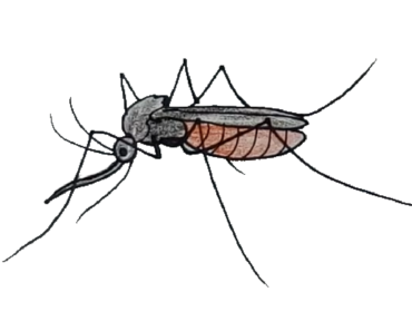 370x297 How To Draw A Mosquito Step