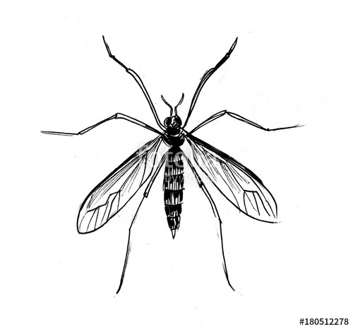 500x466 Ink Drawing Of A Mosquito Stock Photo And Royalty Free Images
