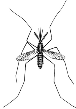 258x368 Mosquito Free Vector In Adobe Illustrator