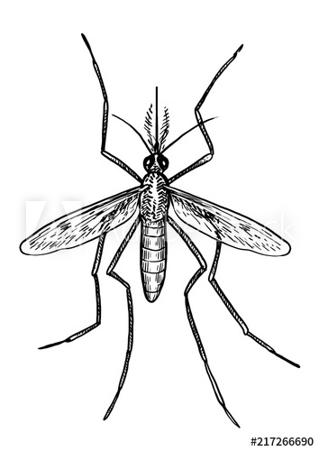 354x500 Mosquito Illustration, Drawing, Engraving, Ink, Line Art, Vector