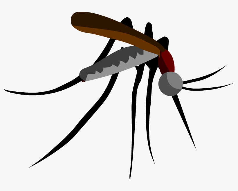 820x660 Parasitism Drawing Mosquito Clipart Black And White