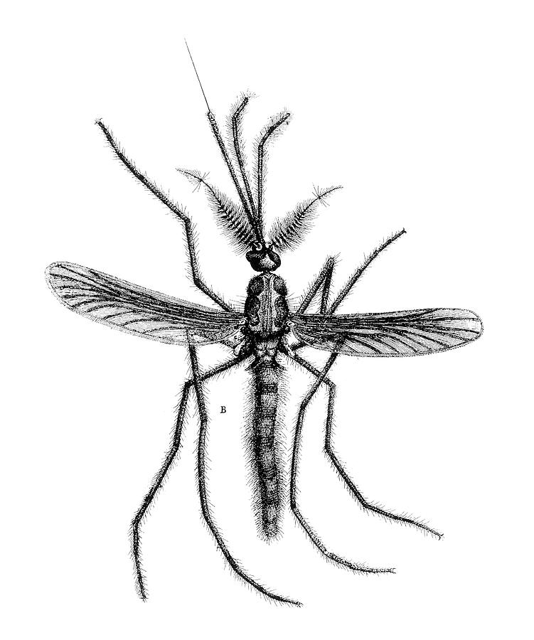 751x900 Swammerdam Mosquito Drawing