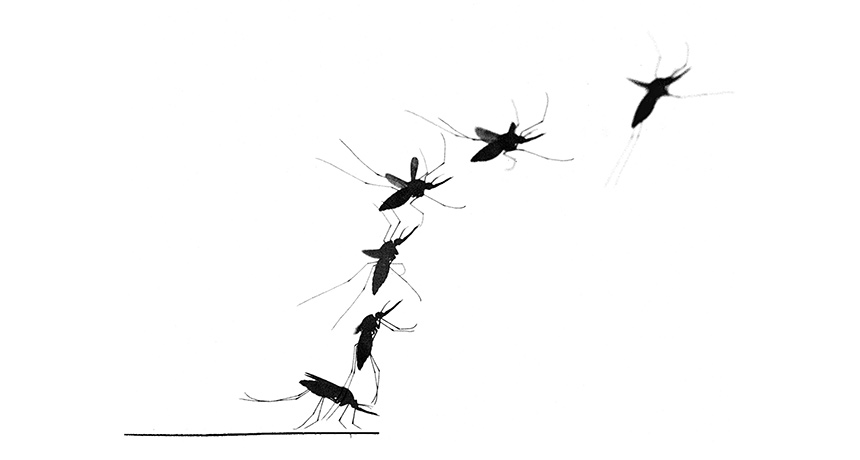 860x460 Mosquito Drawing Leg For Free Download