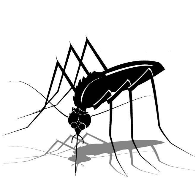 660x600 Mosquito Drawing Kawaii For Free Download