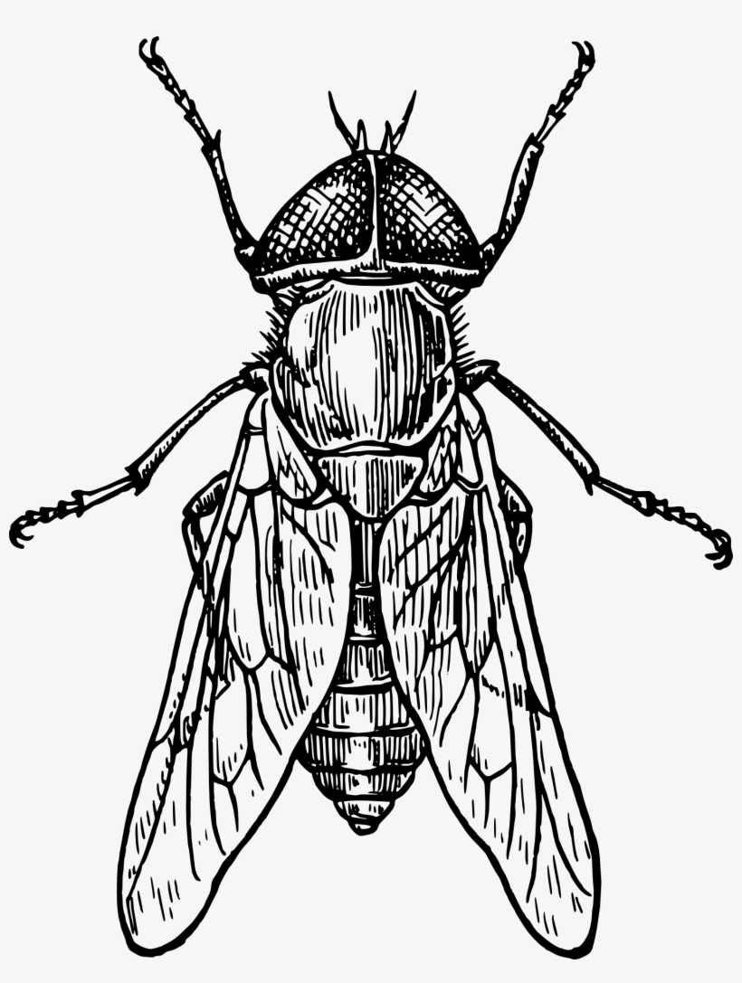 820x1087 Beetle Mosquito Drawing Clip Art