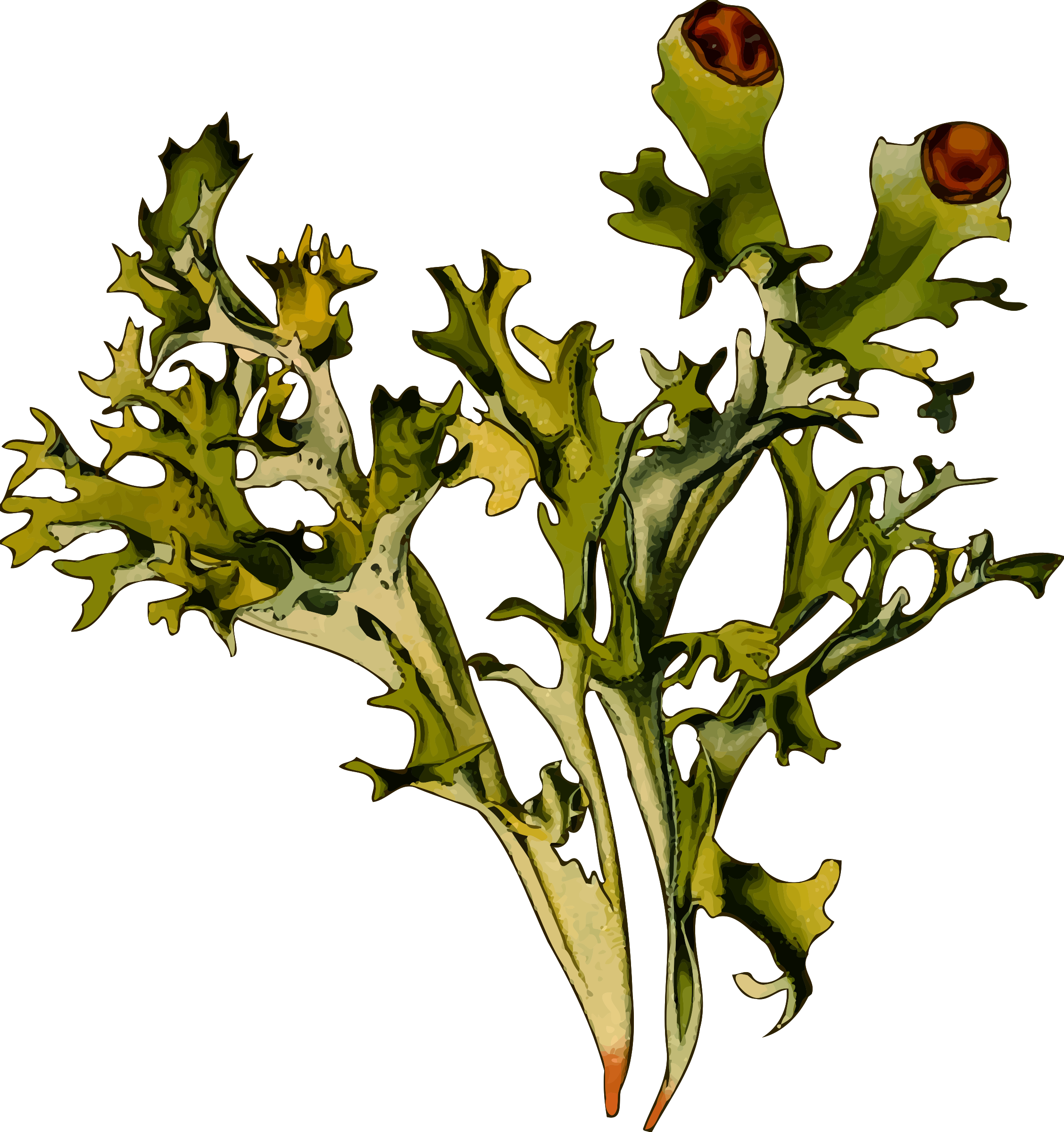 2256x2400 Collection Of Free Moss Drawing Download On Ui Ex