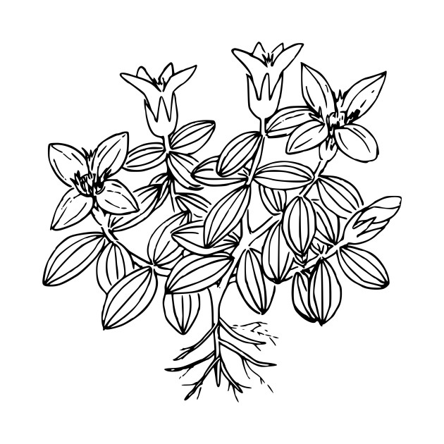 630x630 Limited Edition Exclusive Moss Gentian