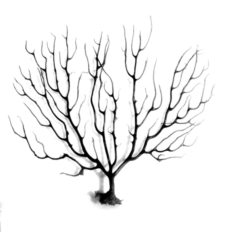 800x804 Moss, Sand Shells Cactivated