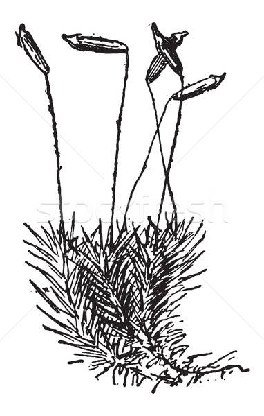 382x600 Moss Stock Vectors, Illustrations And Cliparts Stockfresh