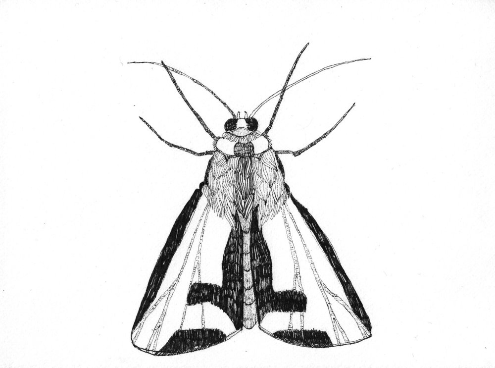 1000x743 Cat Willett