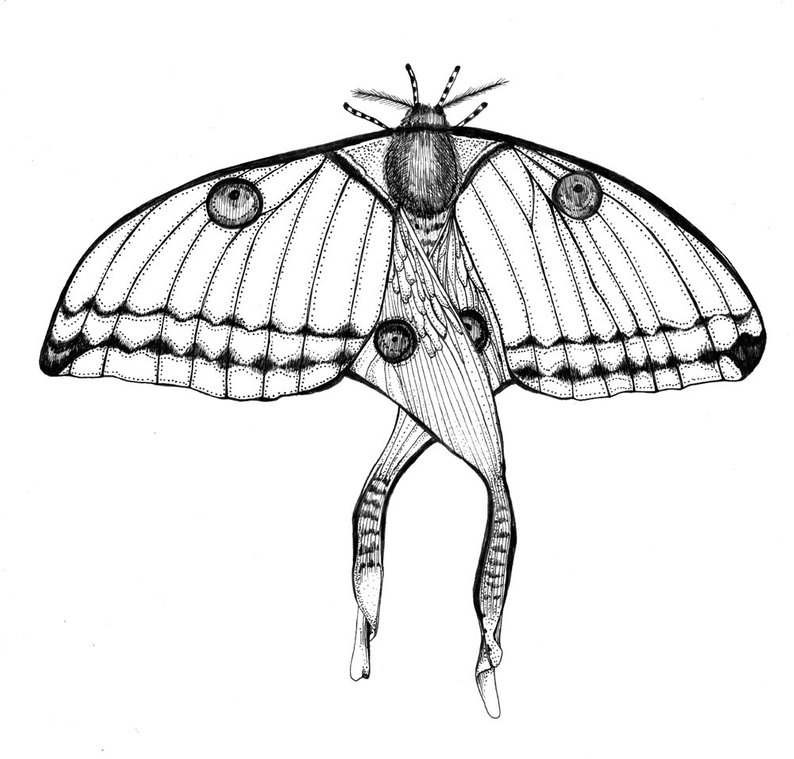 794x759 Comet Moth Original Artwork Ink Drawing On Paper X Etsy
