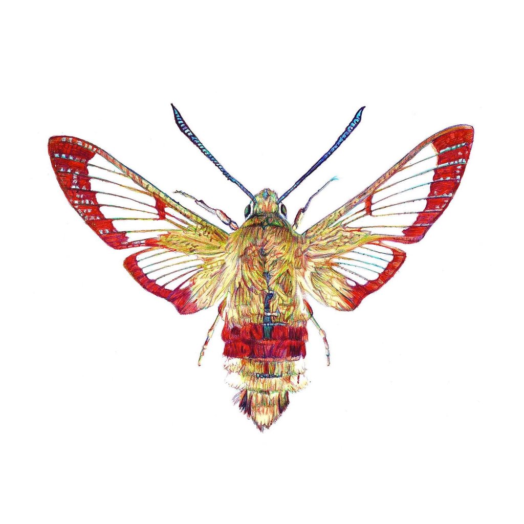 1024x1024 Broad Bordered Bee Moth Jane Lee Mccracken