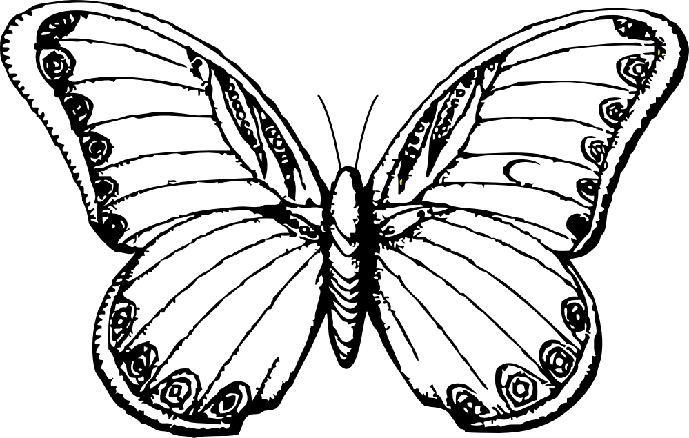 999x635 Collection Of Free Moth Drawing Simple Download On Ui Ex