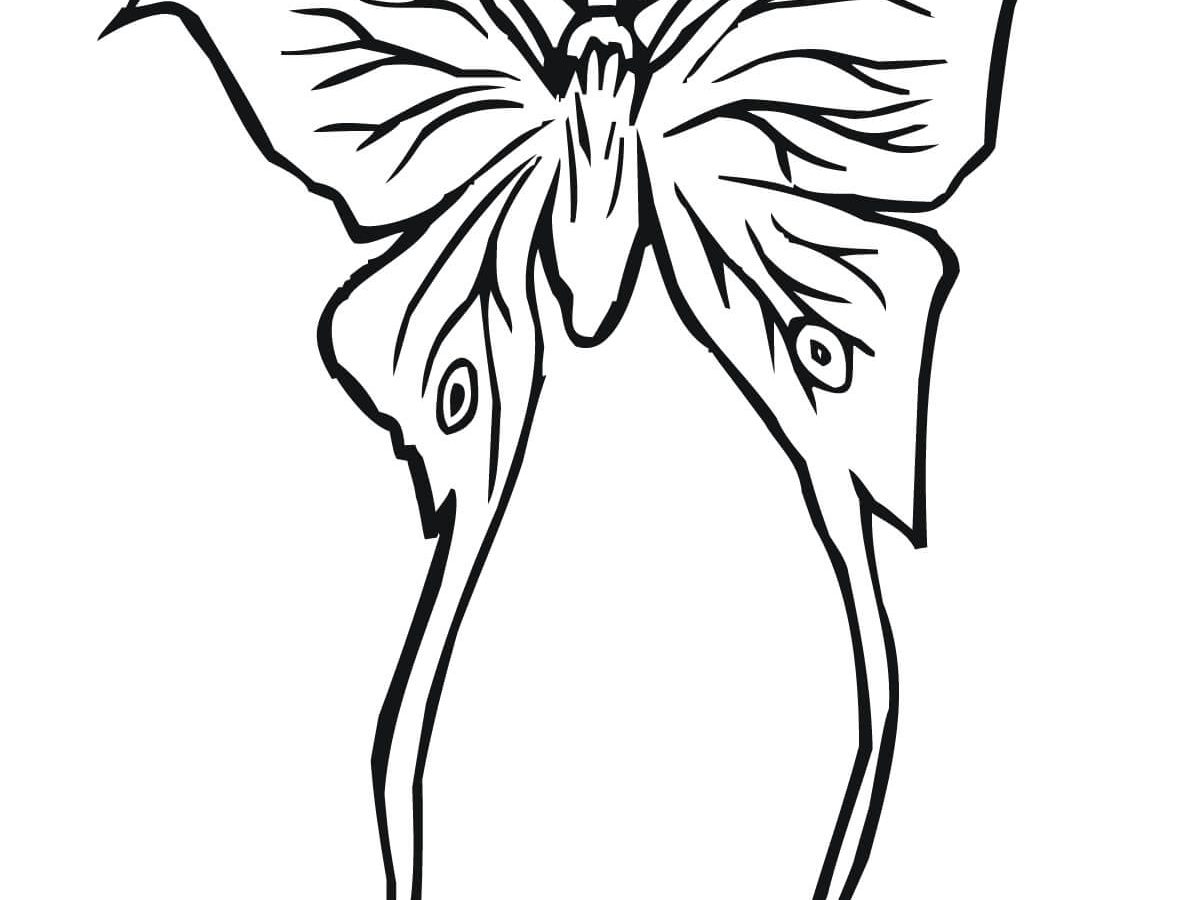 1200x900 Luna Moth Clipart Drawing