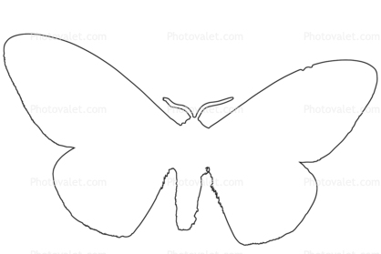 418x279 Owl Moth Outline, Line Drawing, Shape Images, Photography, Stock