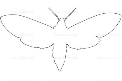 418x279 Send Postcard Tobacco Hornworm Moth Outline, Line Drawing, Shape
