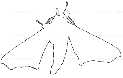 418x265 Outline Of A Moth, Line Drawing, Shape Images, Photography, Stock