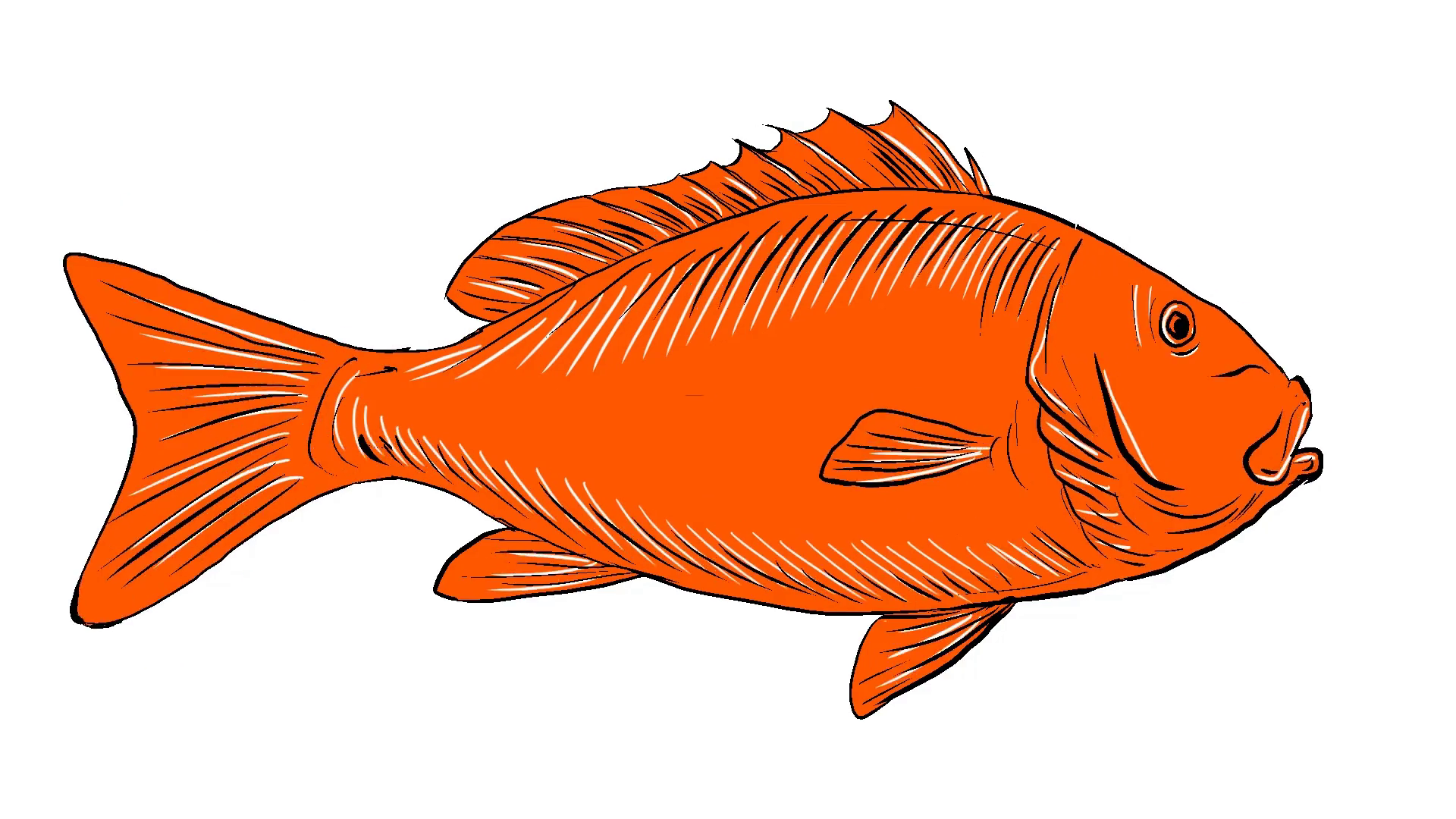 1920x1080 Animation Motion Graphics Showing Drawing Sketch Style