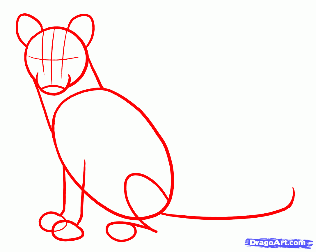 1086x866 Draw Cougars, Mountain Lion, Step