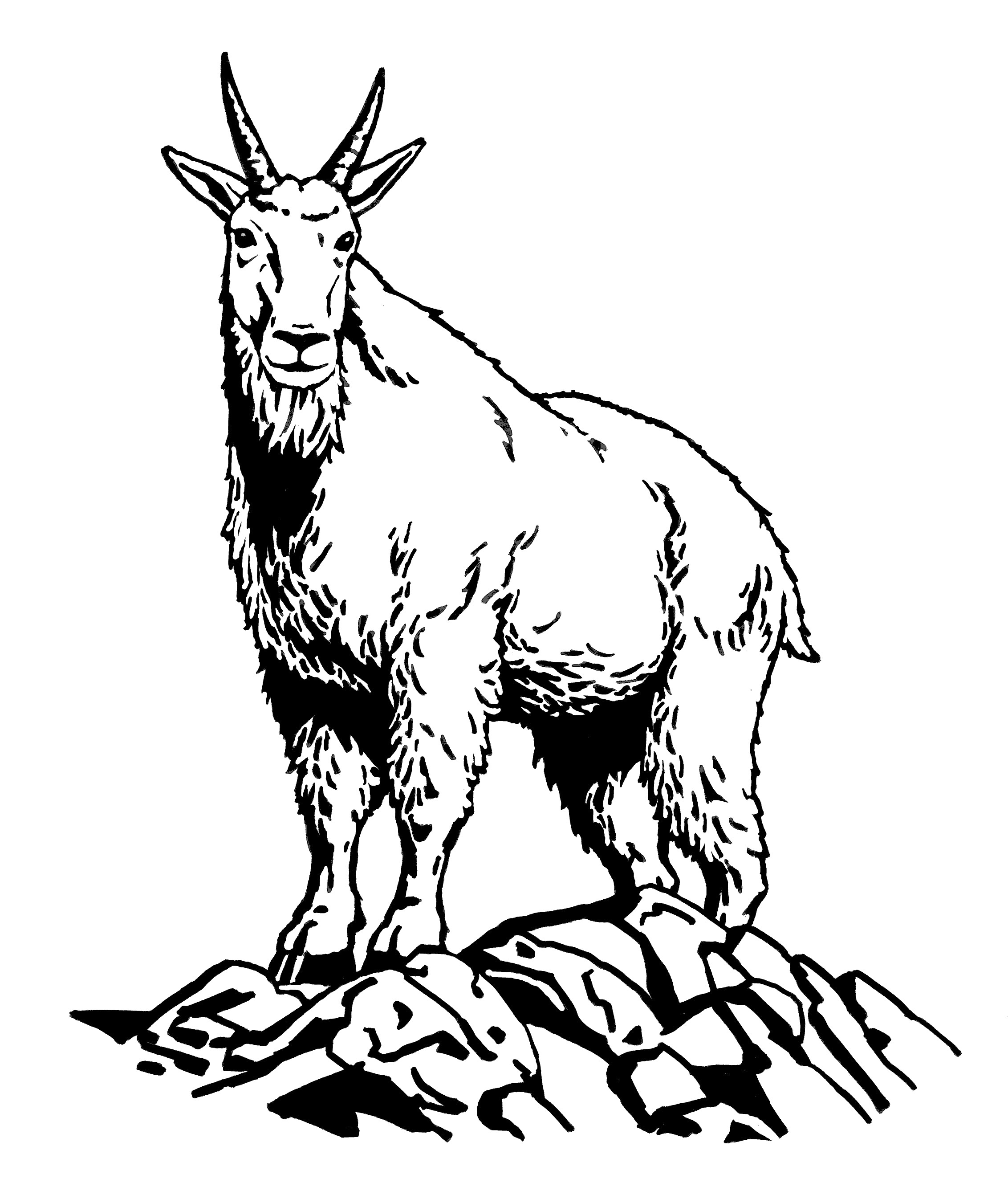 2264x2701 Mountain Goat Drawing Cartoon