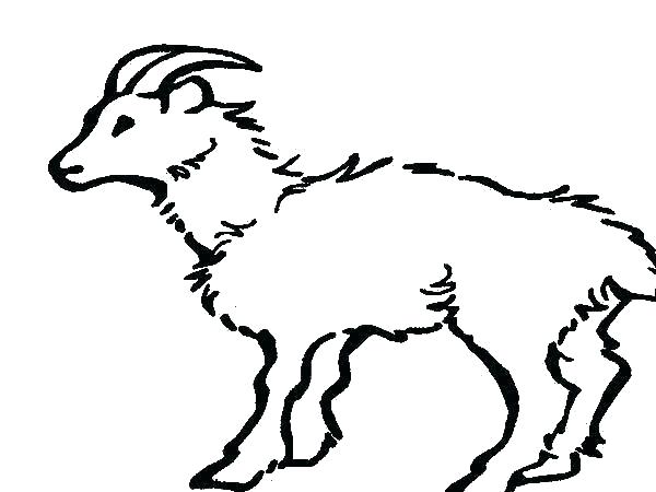 600x450 Goat Eating Grass