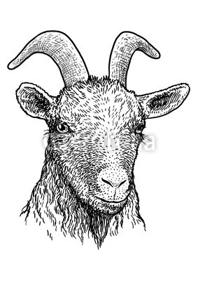 283x400 Goat Head Portrait Illustration, Drawing, Engraving, Ink, Line Art