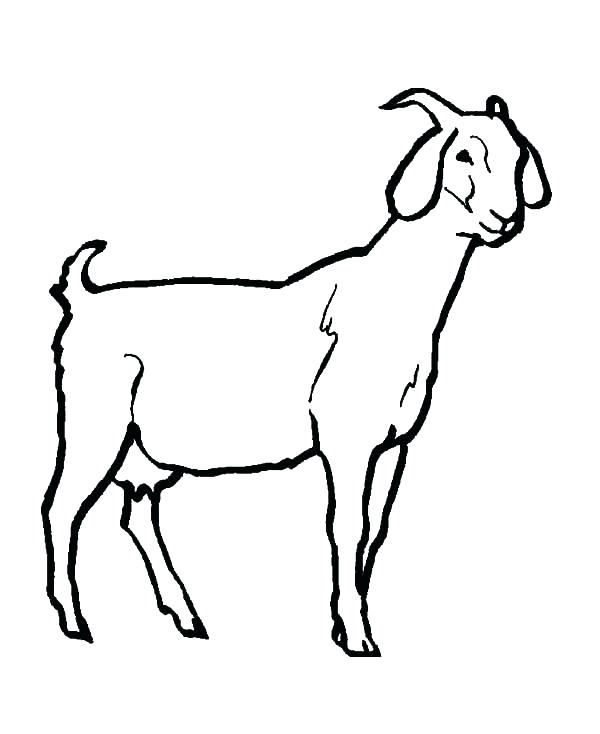 600x734 Coloring Pages Mountain Goat Coloring Pages Livestock Colouring