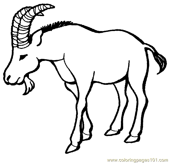 590x567 Mountain Goat Clipart Drawing