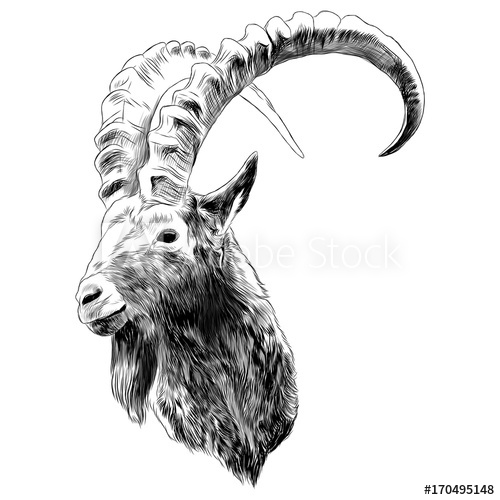 500x500 Goat Sketch Vector Graphics Color Monochrome Black And White Head