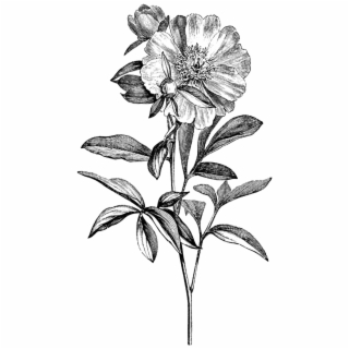 320x320 Hd Pyrex Drawing Vintage Free Unlimited Download