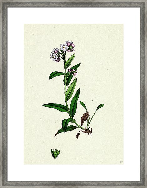 469x600 myosotis alpestris alpine forget me not drawing