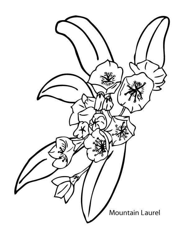612x792 Mountain Laurel Tattoo Printable