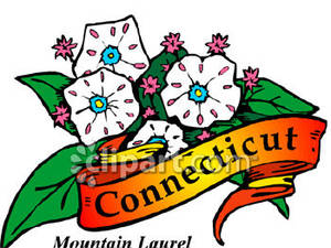 300x225 State Flower Of Connecticut, The Mountain Laurel Royalty Free