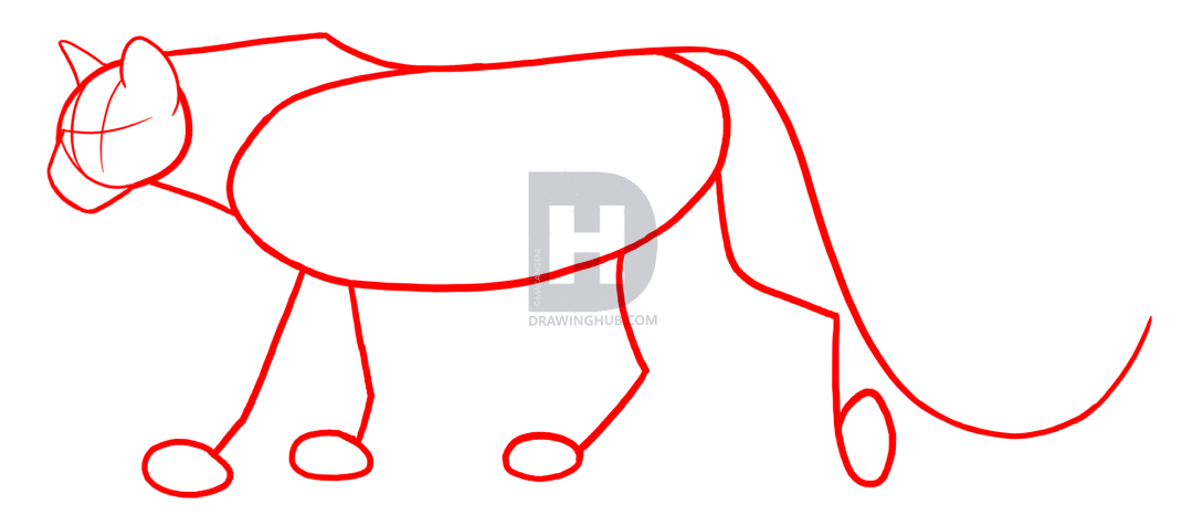 1080x466 How To Draw Cougars, Mountain Lion, Step