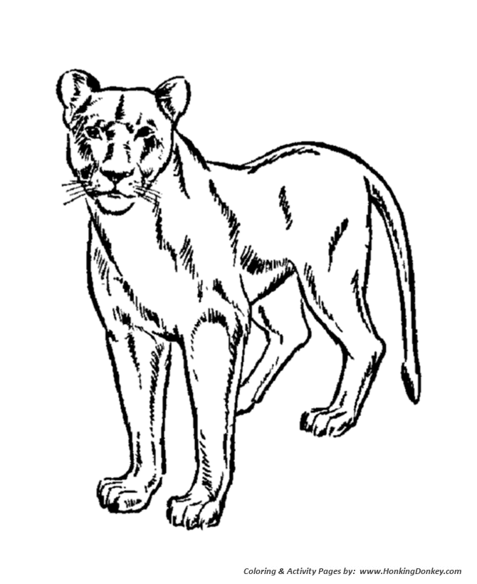 670x820 Mountain Lion Clipart Coloring Pages