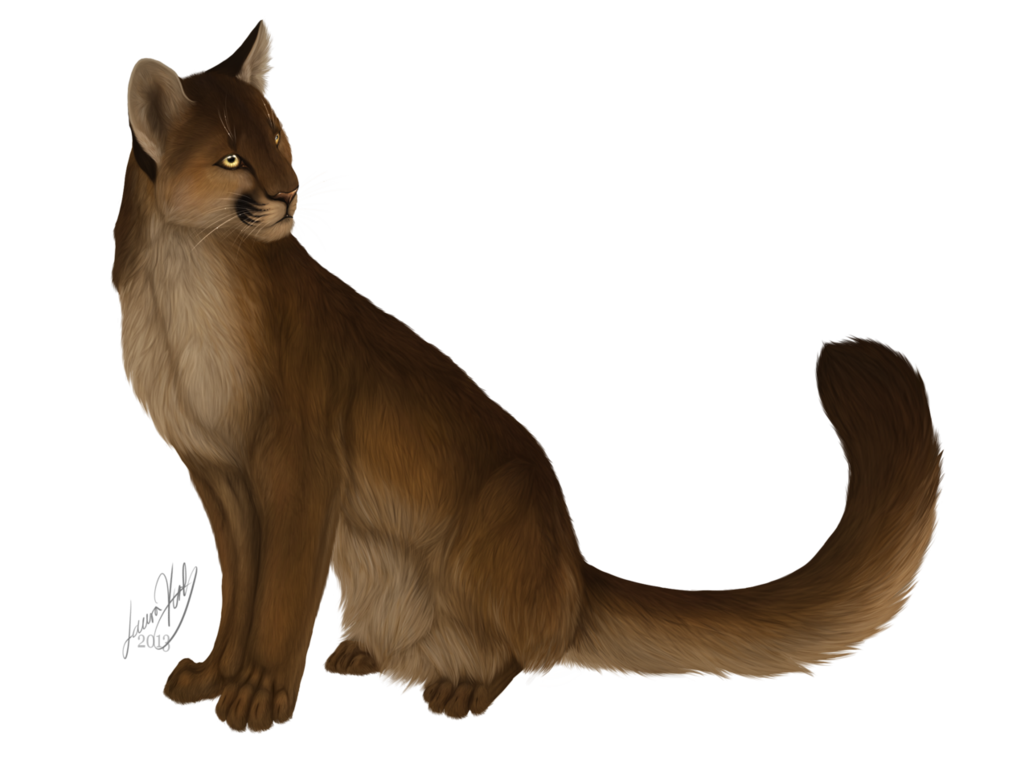 1029x777 Collection Of Free Cougar Drawing Mountain Lion Download On Ui Ex