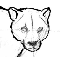 250x239 How To Draw A Puma