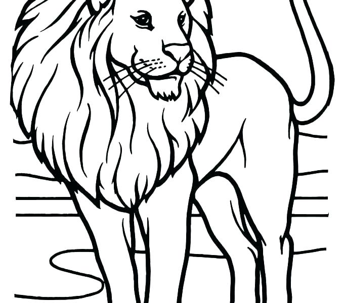 678x600 Mountain Lion Coloring Pages Color