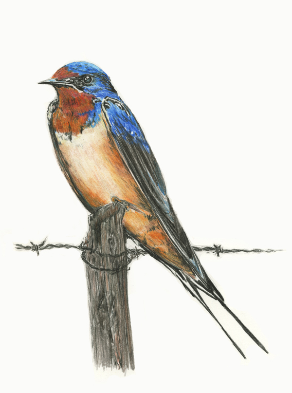 600x807 diane wright art journal colored pencil