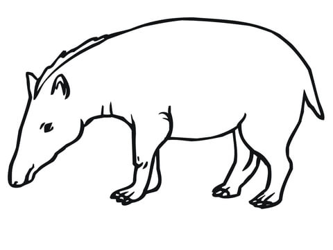 480x361 Tapir Drawing, Pencil, Sketch, Colorful, Realistic Art Images